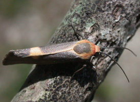 Lead-colored Lichen Moth